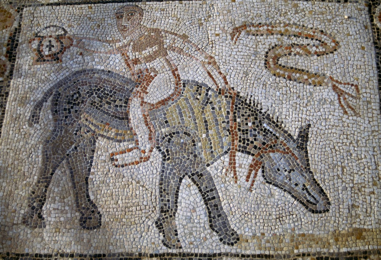 Desultor Riding Donkey Backwards and Holding Up Kantharos, Mosaic in House of Desultor in Roman City of Volubilis by Roman Roman