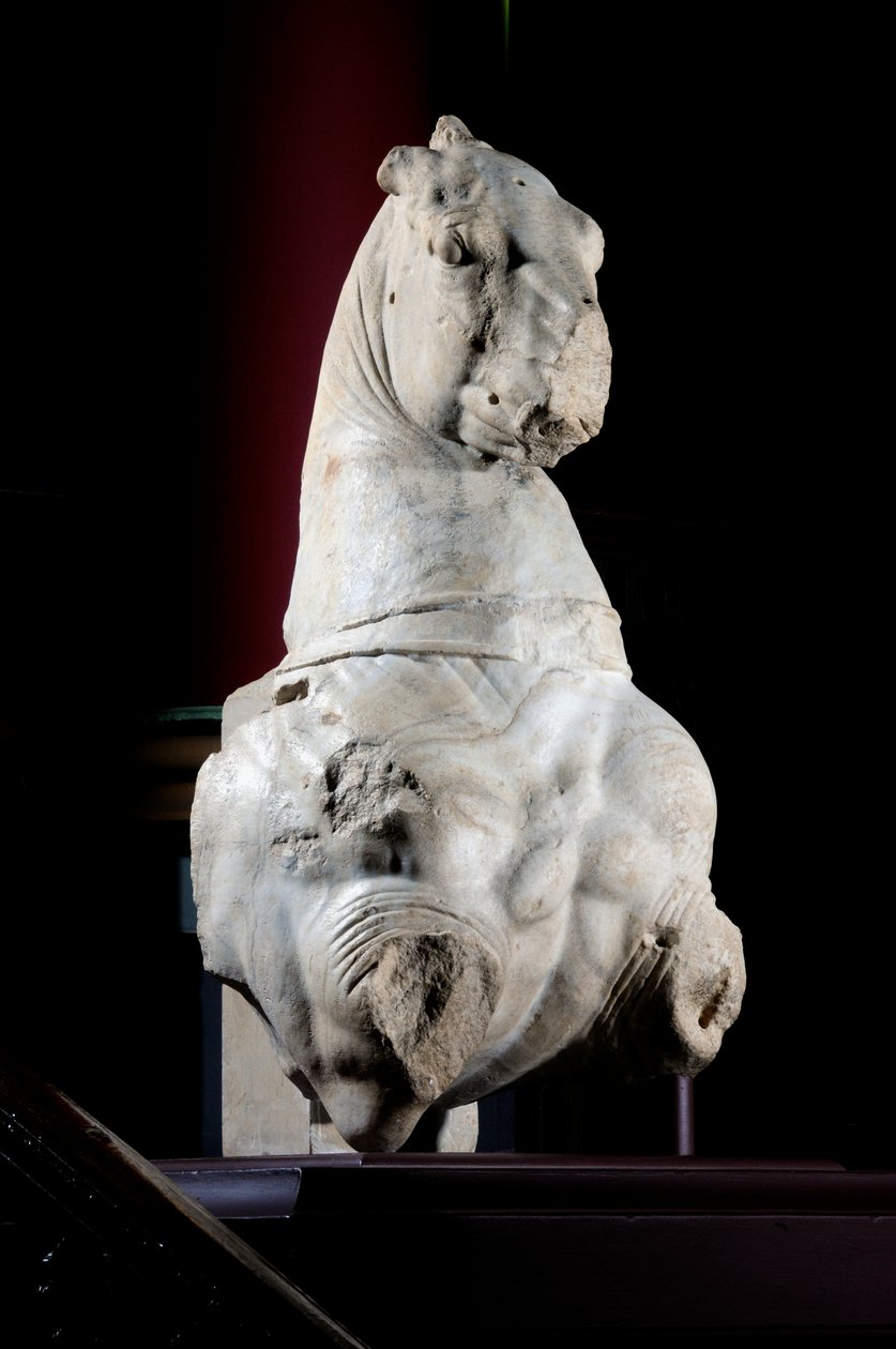 Front Part of a Horse by Roman Roman