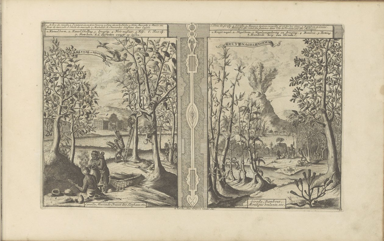 Cinnamon, Nutmeg, Cloves, and Bamboo by Romeyn de Hooghe