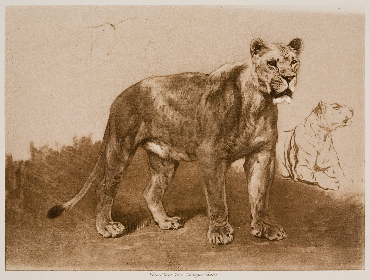 Studies of a Lioness by Rosa Bonheur