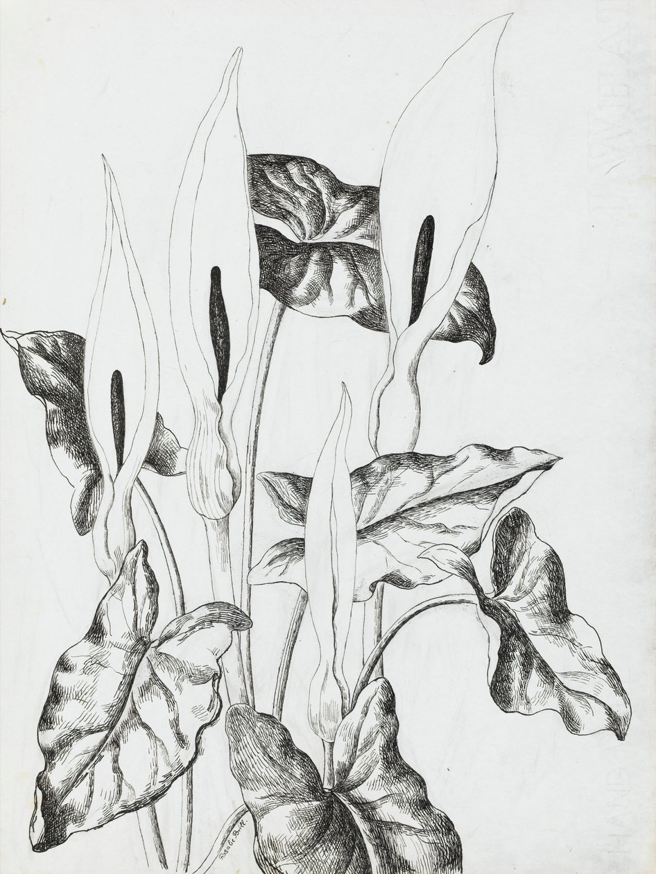 Arrum Lilies by Rosalie Brill