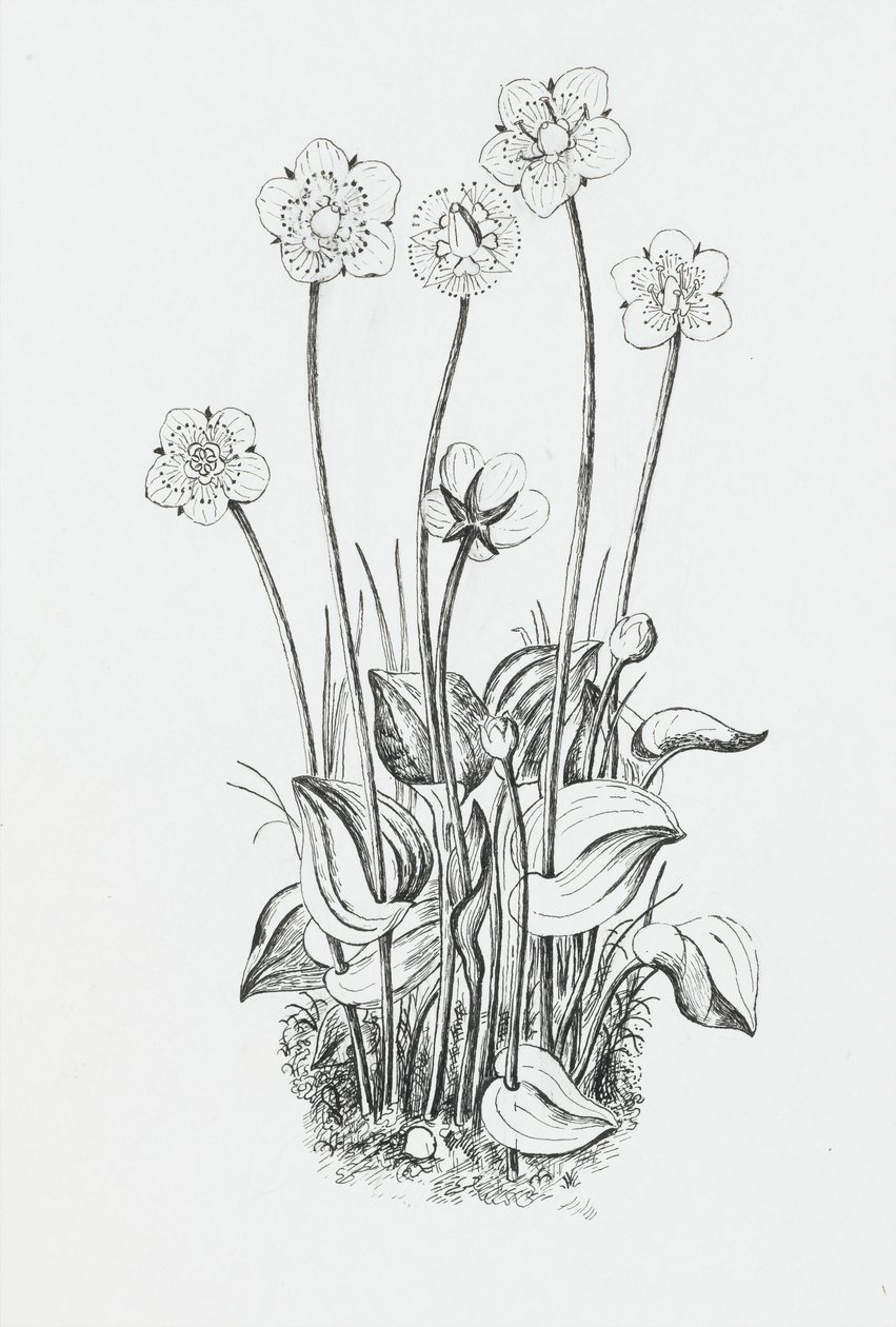 Plant study by Rosalie Brill