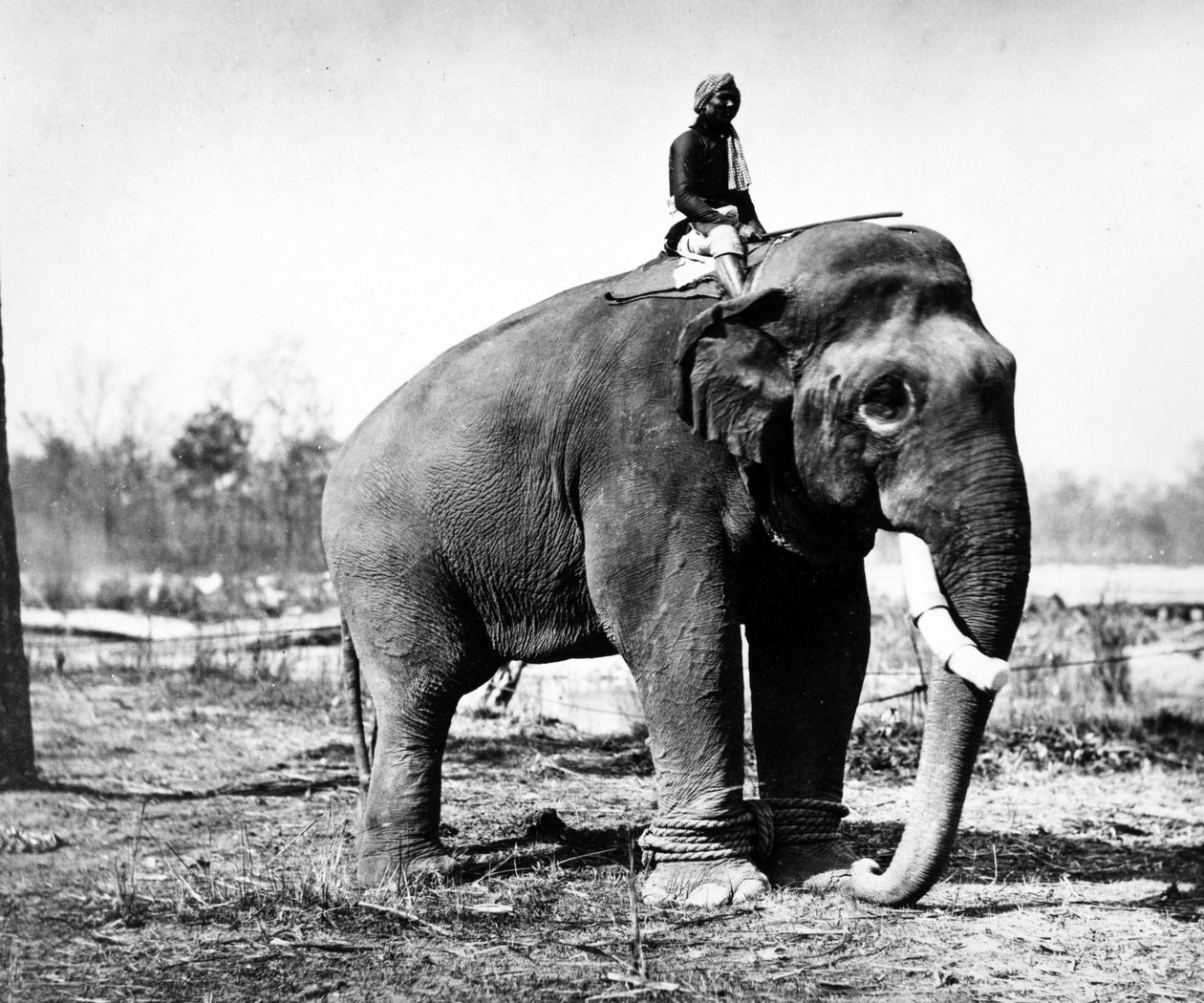 Jung Pershad, Maharaja Sir Jang Bahadur's Largest Fighting Elephant