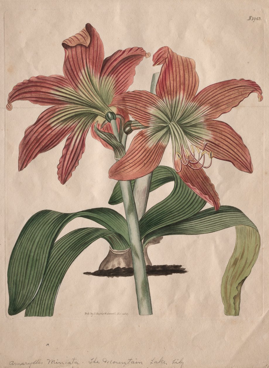 The Botanical Magazine or Flower Garden Displayed: The Mountain Lake Lily, 1827 by S. Curtis