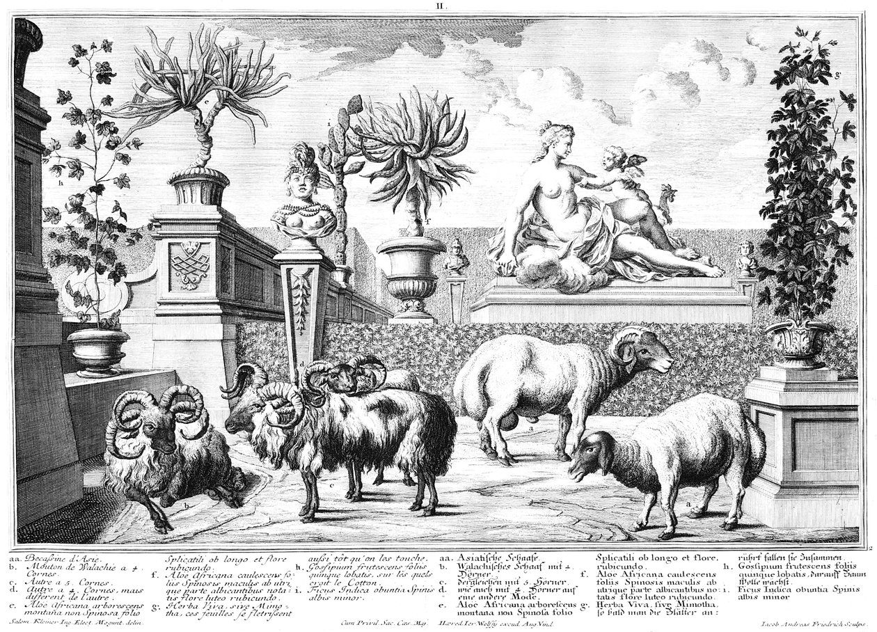 Sheep by Salomon Kleiner