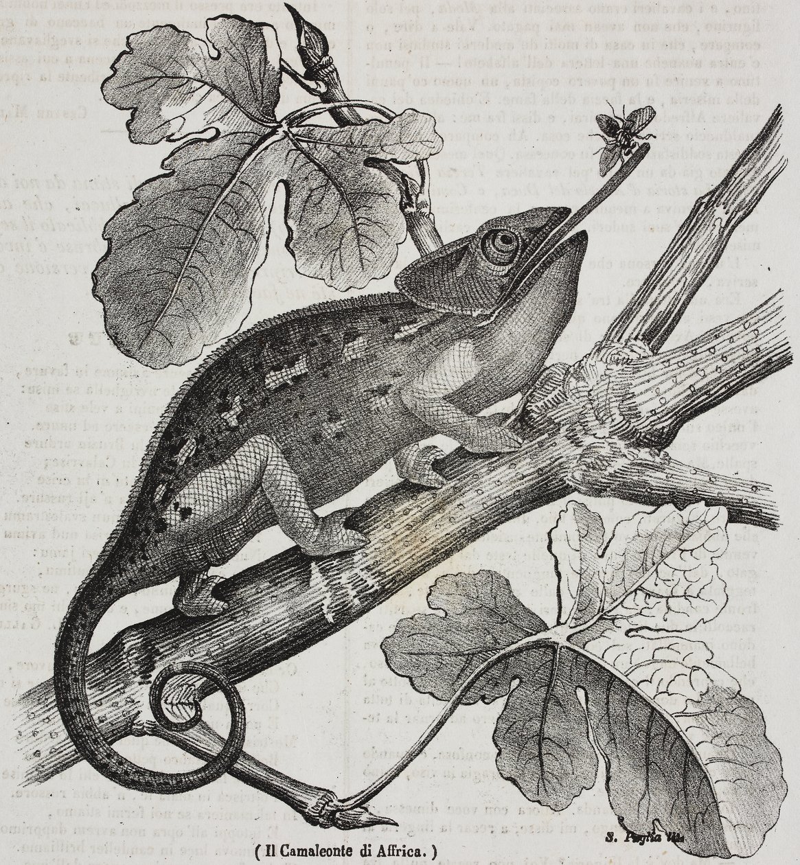 African chameleon, lithograph by Salvatore Puglia from Poliorama Pittoresco by Salvatore Puglia
