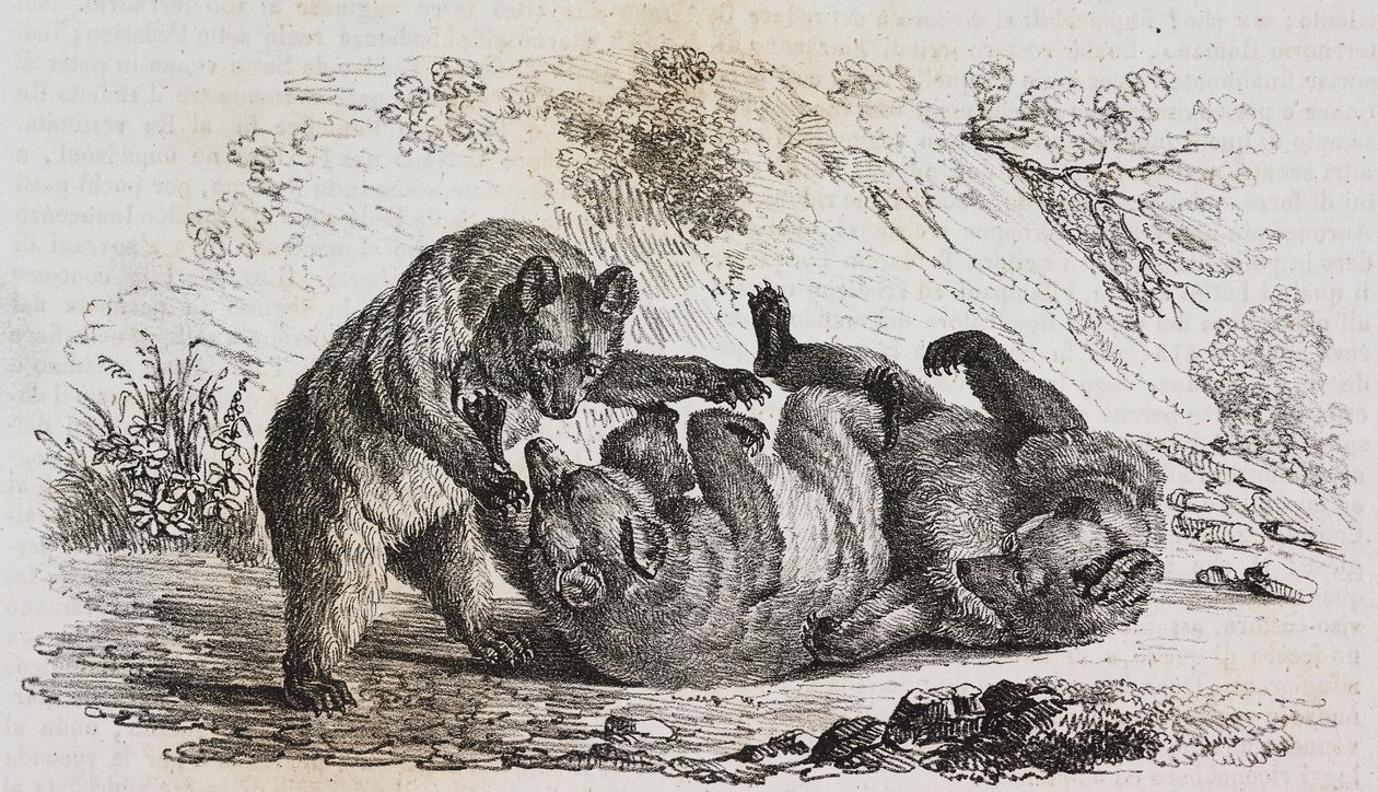 Bears of Asturias, Spain, lithograph by Salvatore Puglia from Poliorama Pittoresco, n 9, October 7 by Salvatore Puglia