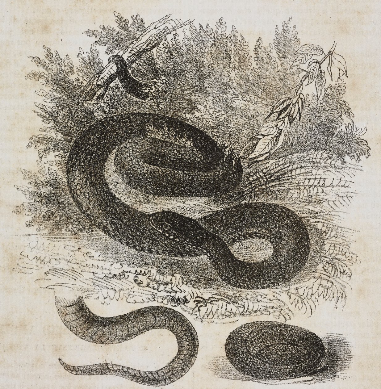 Black variety of common viper, tail and small viper wrapped around itself as inside mother