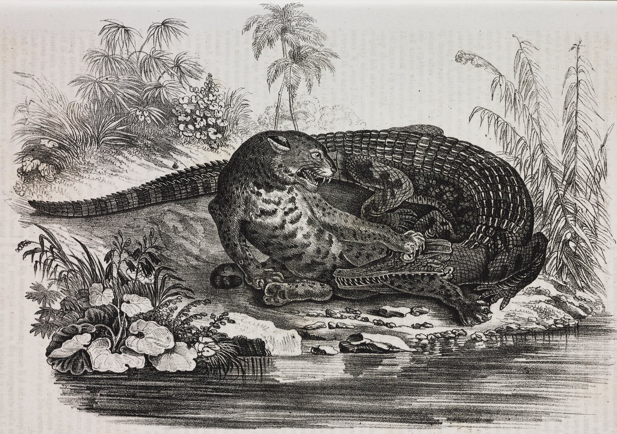 Caiman and jaguar by Salvatore Puglia
