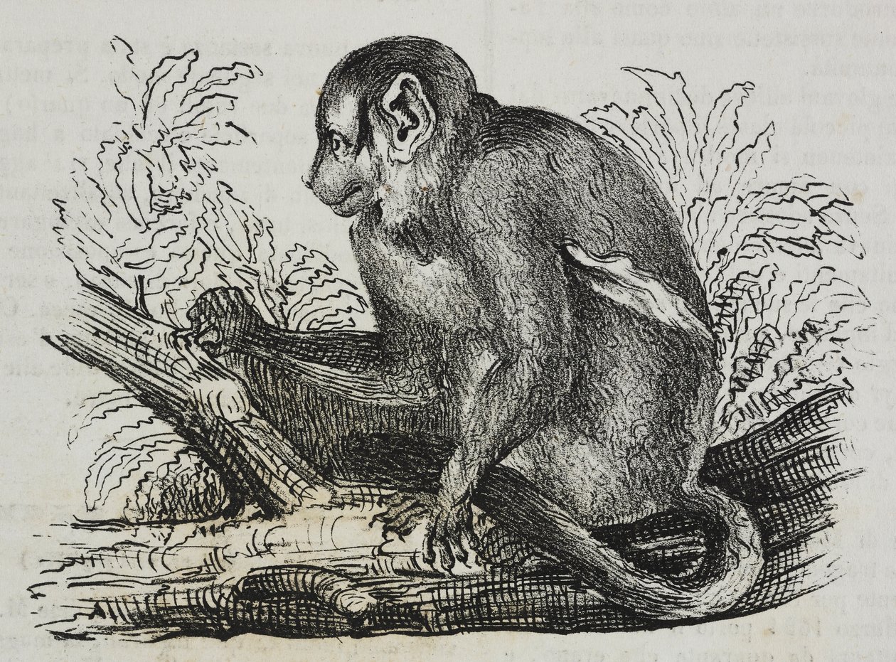 Night Monkey Douroucoulis (Aotus trivirgatus), from Poliorama Pittoresco, No. 46, June 25 by Salvatore Puglia