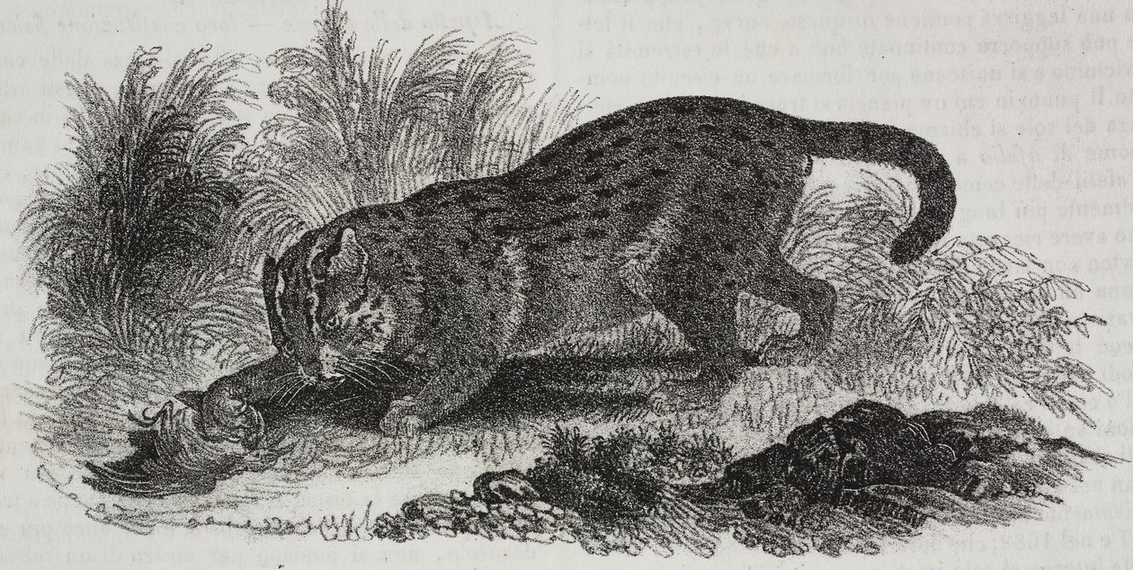 Sumatran Cat, from Poliorama Pittoresco, No. 47, July 1 by Salvatore Puglia
