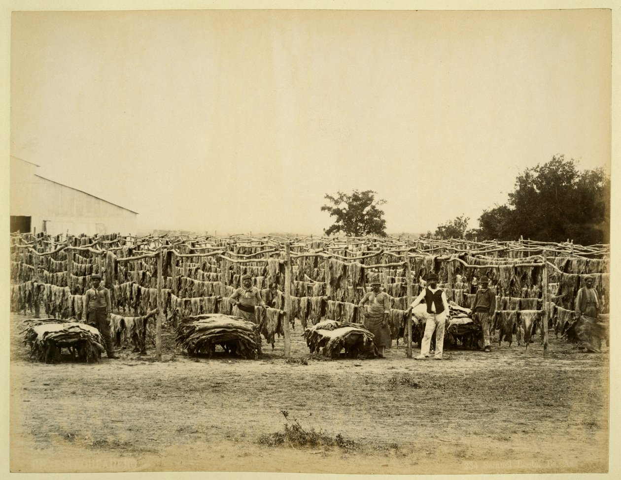 Drying leather, Argentina by Samuel Boote: Fine art print