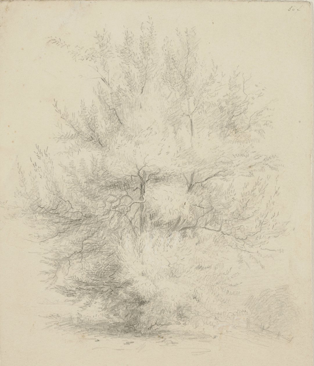 Drawing of a Tree by Samuel Finley Breese Morse