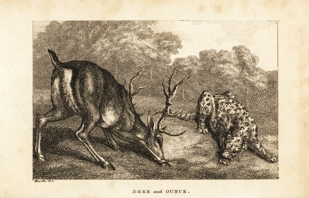 Encounter Between a Stag, Cervus elaphus, and a Snow Leopard, Panthera uncia by Samuel (after) Howitt