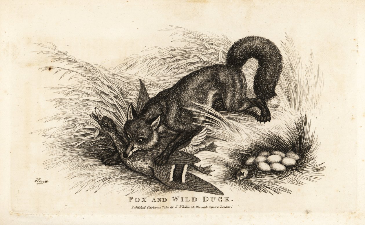 Fox attacking a duck and her nest of eggs by Samuel (after) Howitt