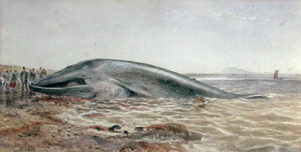 The Aberlady Whale, Longriddy Bay by Samuel Bough
