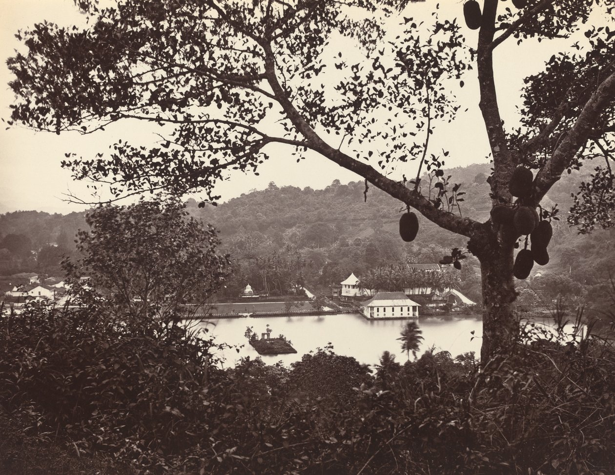 A Peep from Upper Lake Road Showing Temple and Island with Park -- Fruit Tree in Foreground by Samuel Bourne