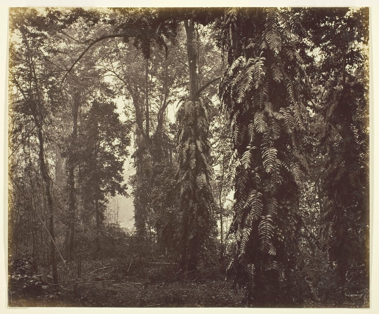 Darjeeling, India, c. 1865 by Samuel Bourne