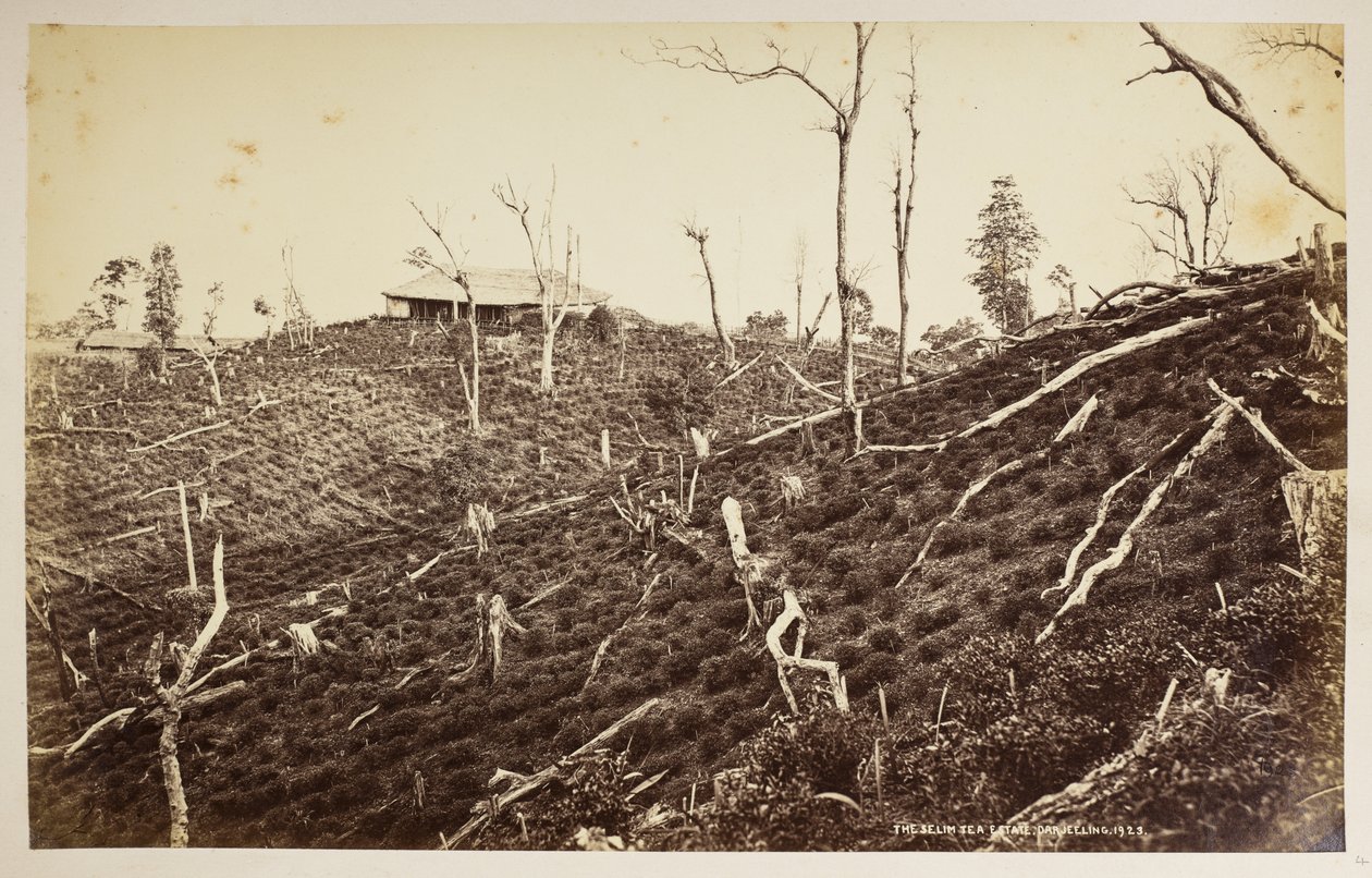 The Selim Tea Estate, Darjeeling, from 