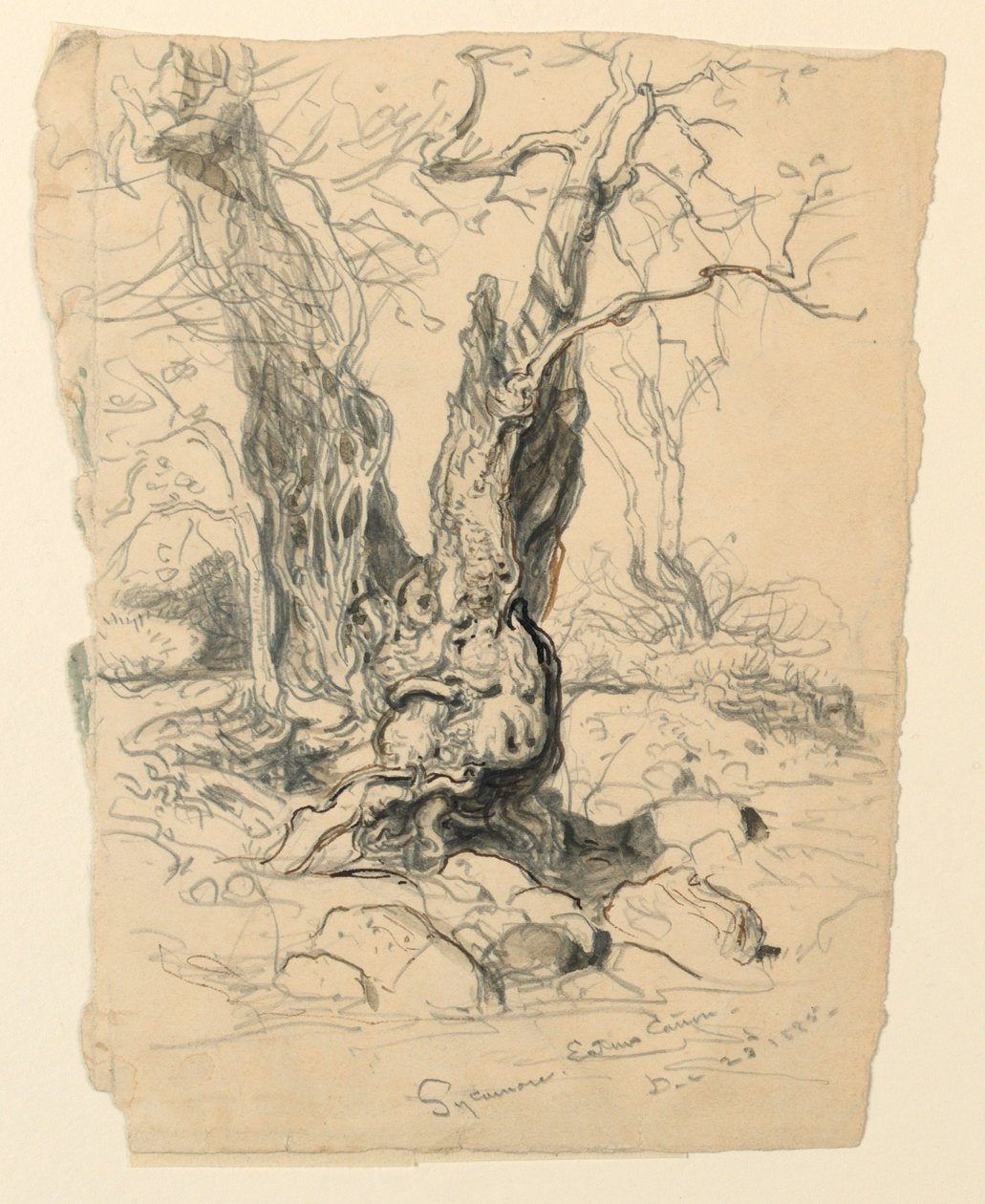 Studies. Trees, December 23, 1885 by Samuel Colman