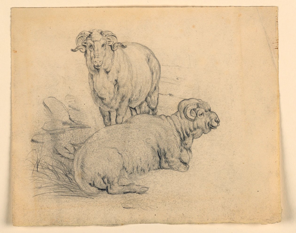 Study. Two Rams, ca. 1850 by Samuel Colman