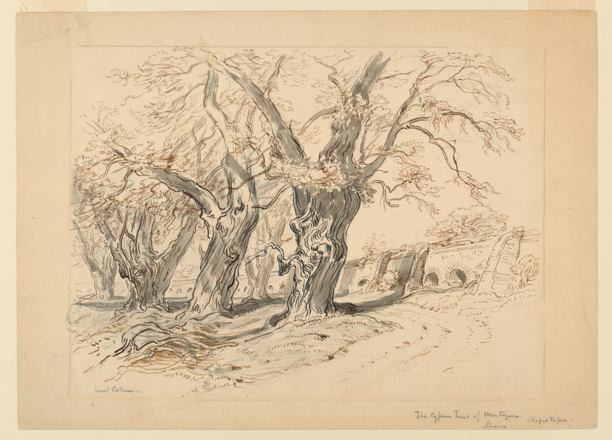 Drawing, Study for The Cypress Trees of Montezuma, Park of Chapultepec, Mexico by Samuel Colman