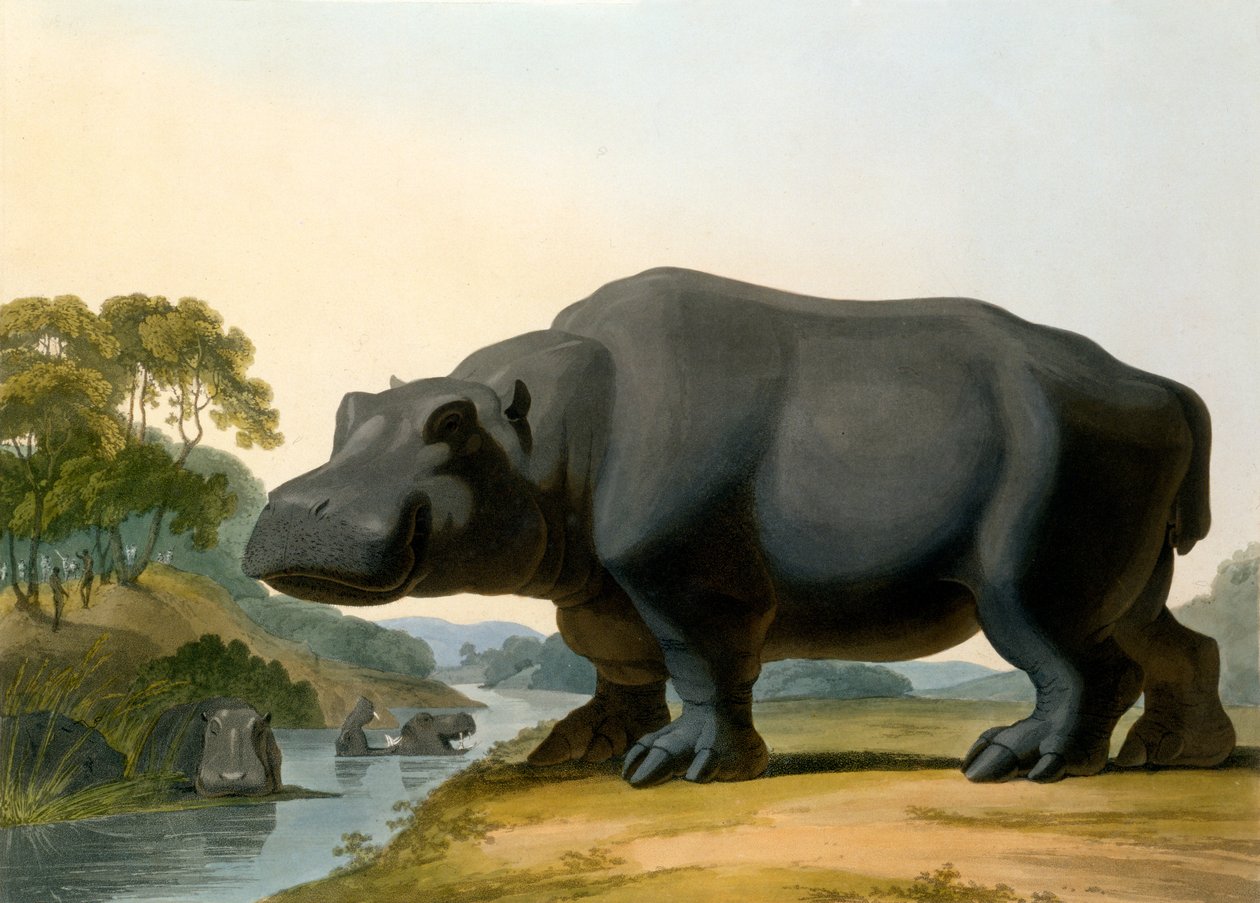 The Hippopotamus, 1804 by Samuel Daniell