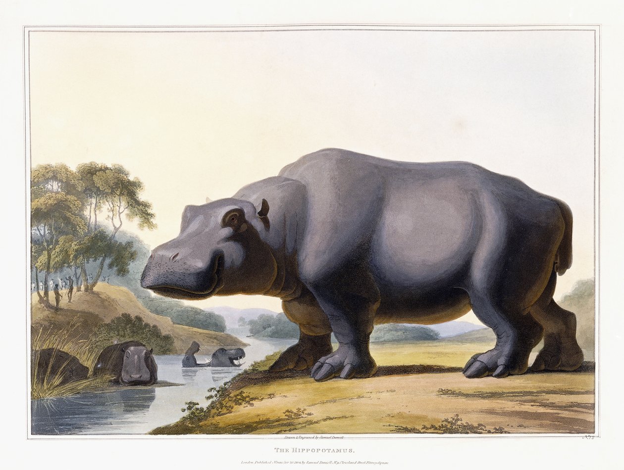 The Hippopotamus, 1804 by Samuel Daniell