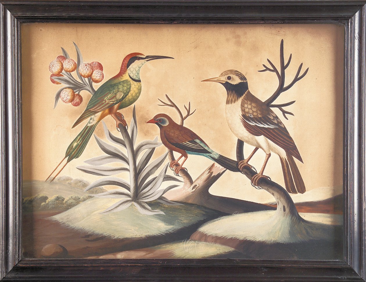 Indian Bee-Eater, Black and White Indian Starling and Brazilian Finch by Samuel Dixon