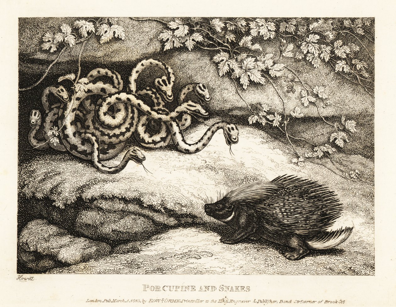 A Porcupine