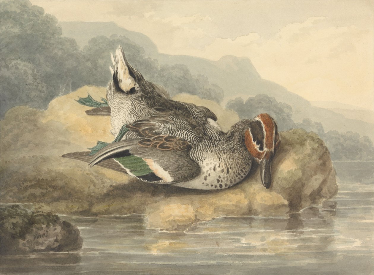 Dead Teal by Samuel Howitt