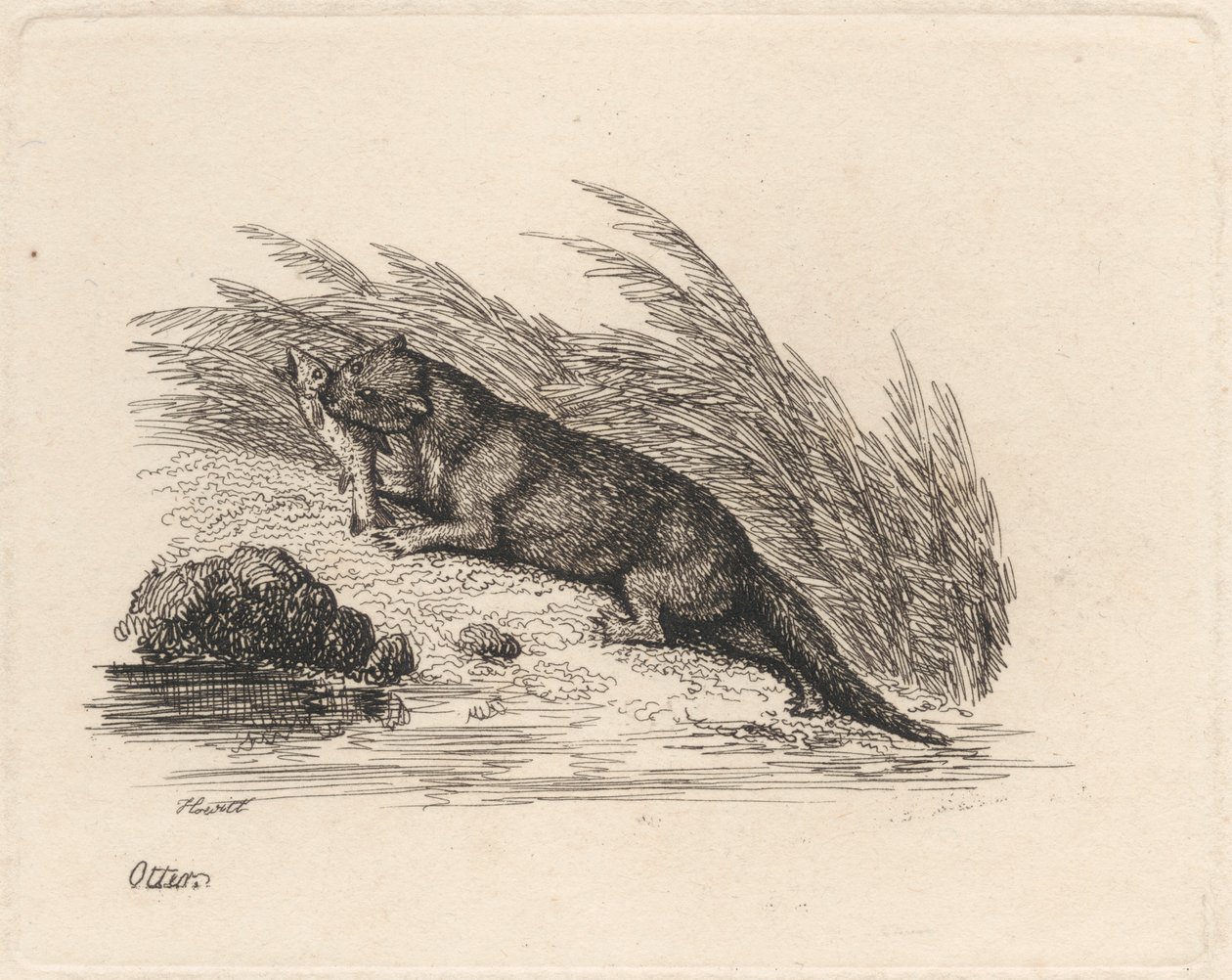 Otter by Samuel Howitt