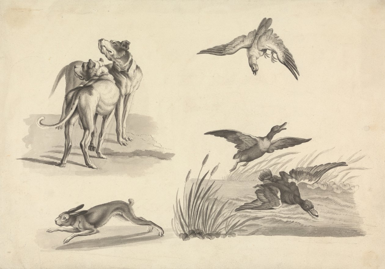 Sheet of Studies of Hounds, Hare, Falcon and Ducks by Samuel Howitt