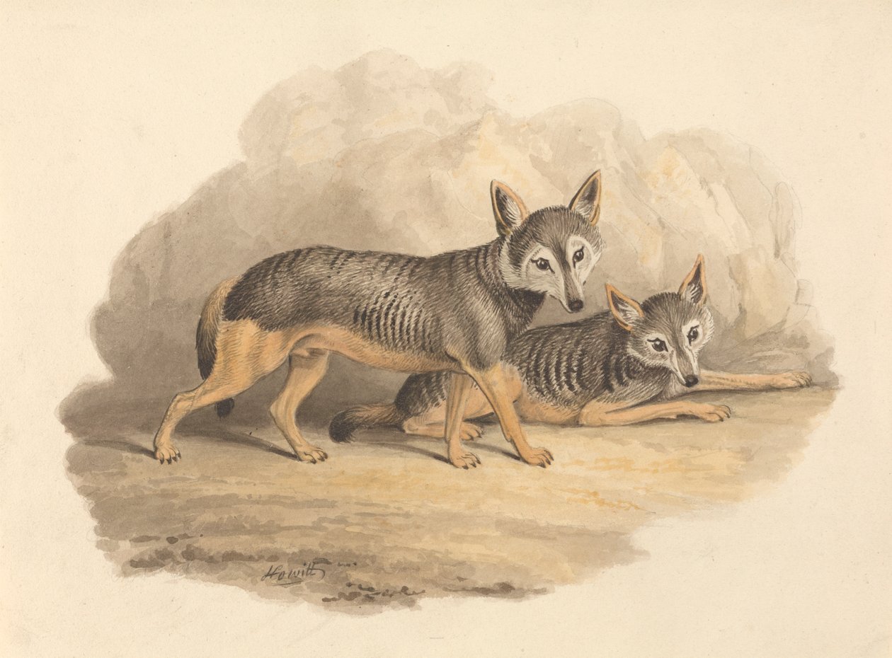 Two Hyenas by Samuel Howitt