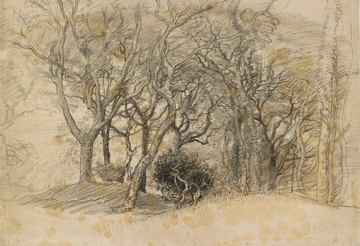 Study of Trees, Clovelly Park, 1834 by Samuel Palmer