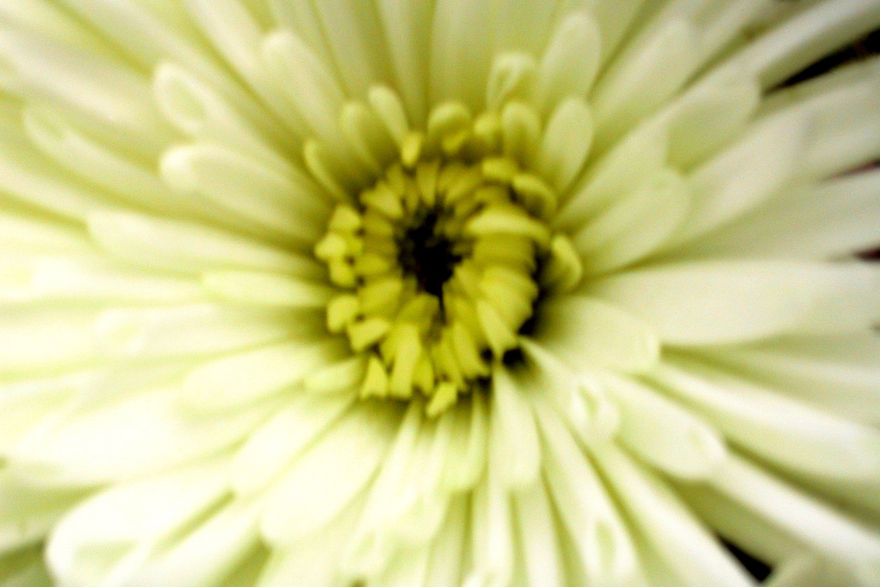 Birthday Flower by Sarah OToole