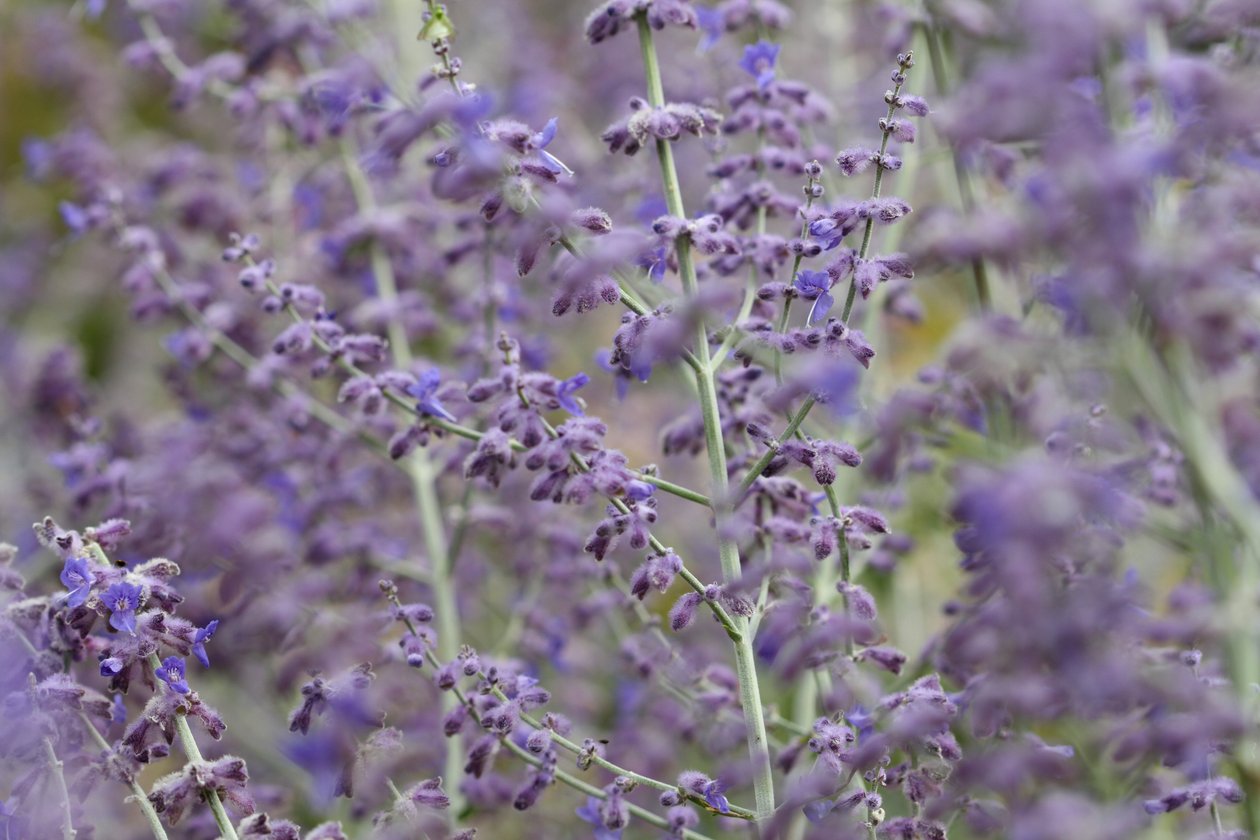 Garsington Lavendula, 2009 by Sarah OToole