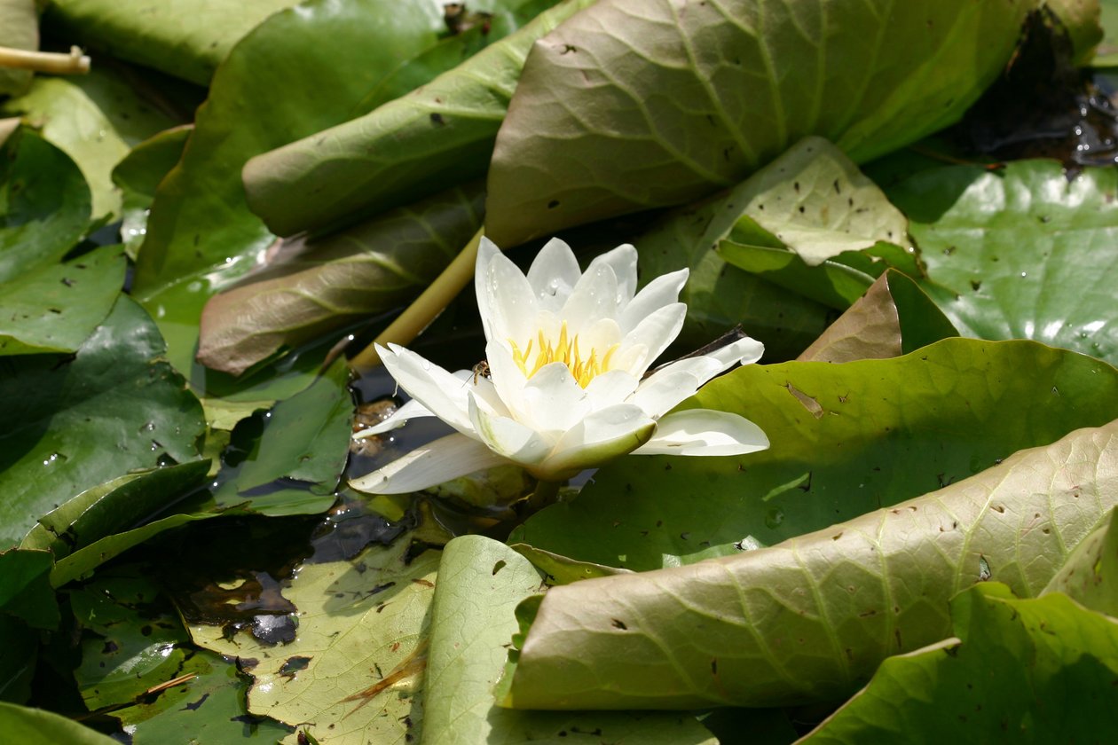 Garsington Waterlily, 2009 by Sarah OToole