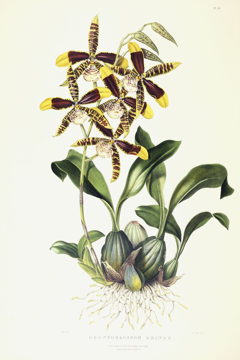 Odontoglossum Grande by Miss Drake