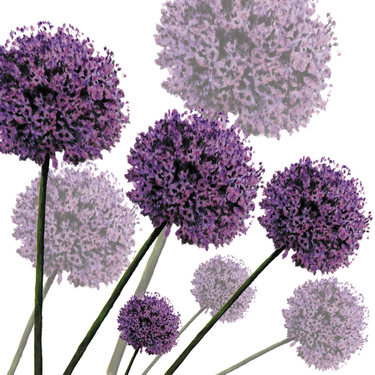 Allium Fernandez, 2004 by Sarah Hough