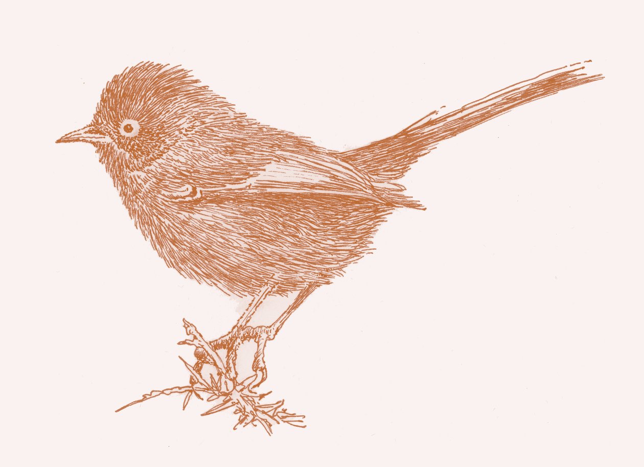 Dartford Warbler by Sarah Hough