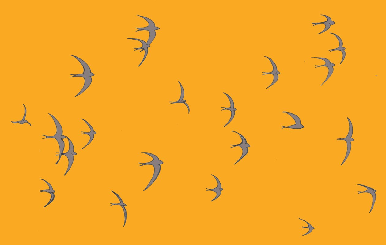 Swifts by Sarah Hough