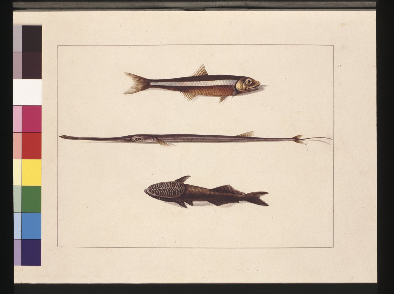 Atherine, Tabacco, Pipe Fish, Remora Fish: Now known as Anchovy, Flute Mouth and Sucking Fish by Sarah Stone