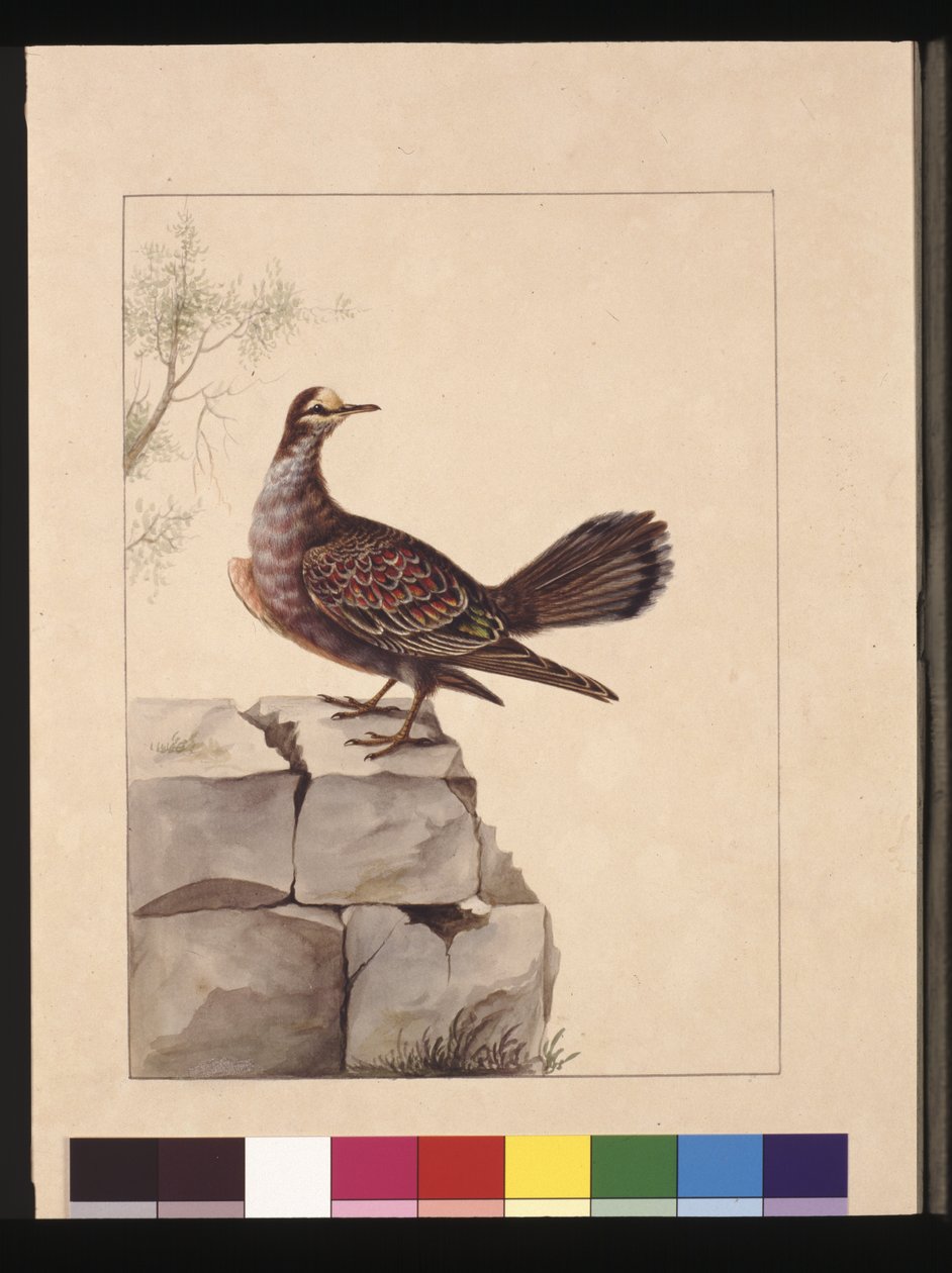 Golden Winged Pigeon, now known as a Forest Bronzewing Pigeon by Sarah Stone