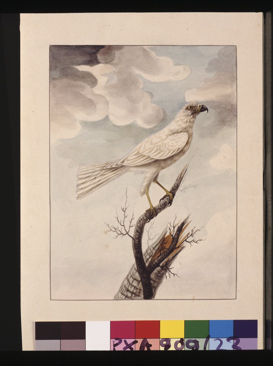 White Hawke, now known as a Grey Goshawk by Sarah Stone