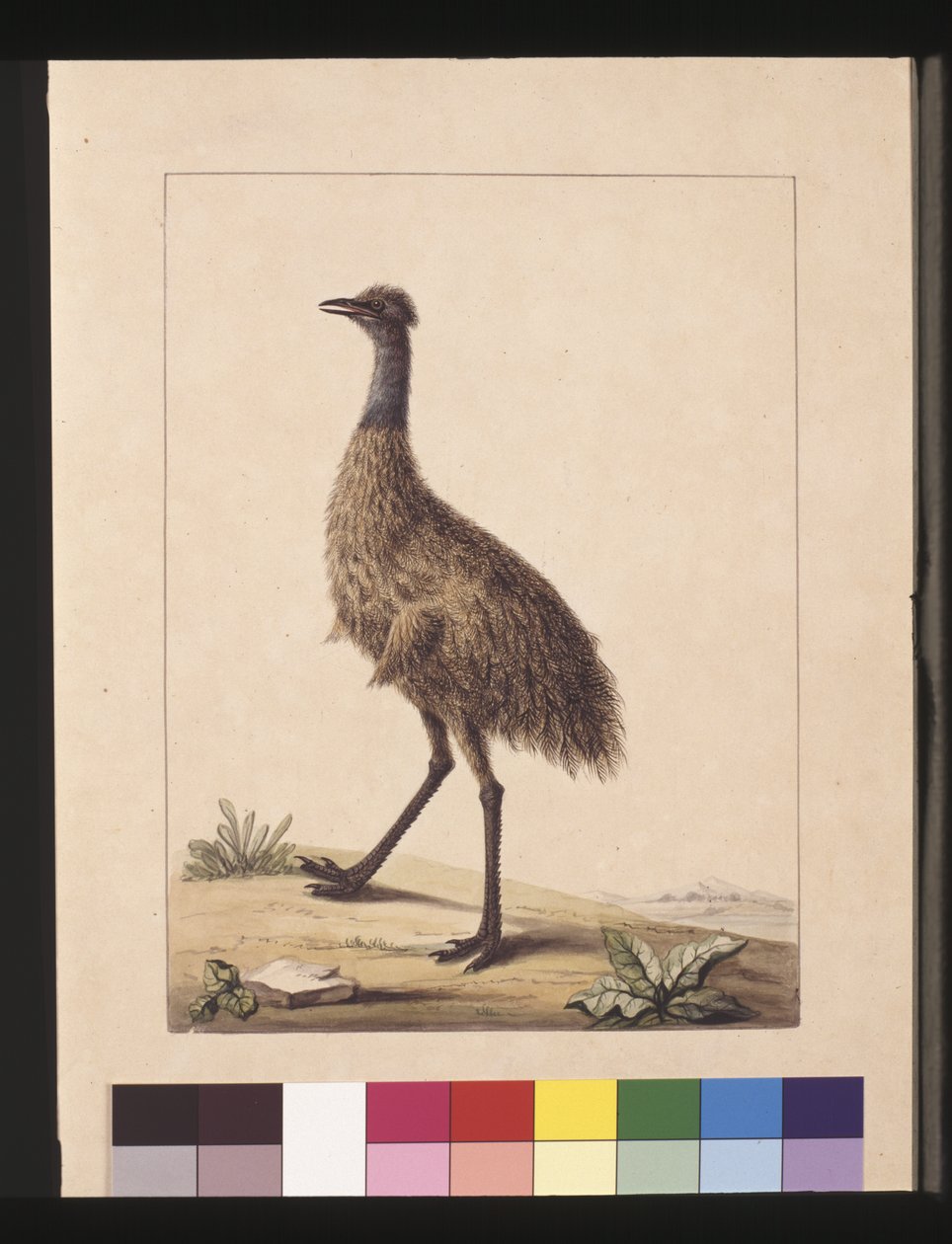 Page 7. New Holland Cassowary. Now known as an Emu, c.1789-90 by Sarah Stone
