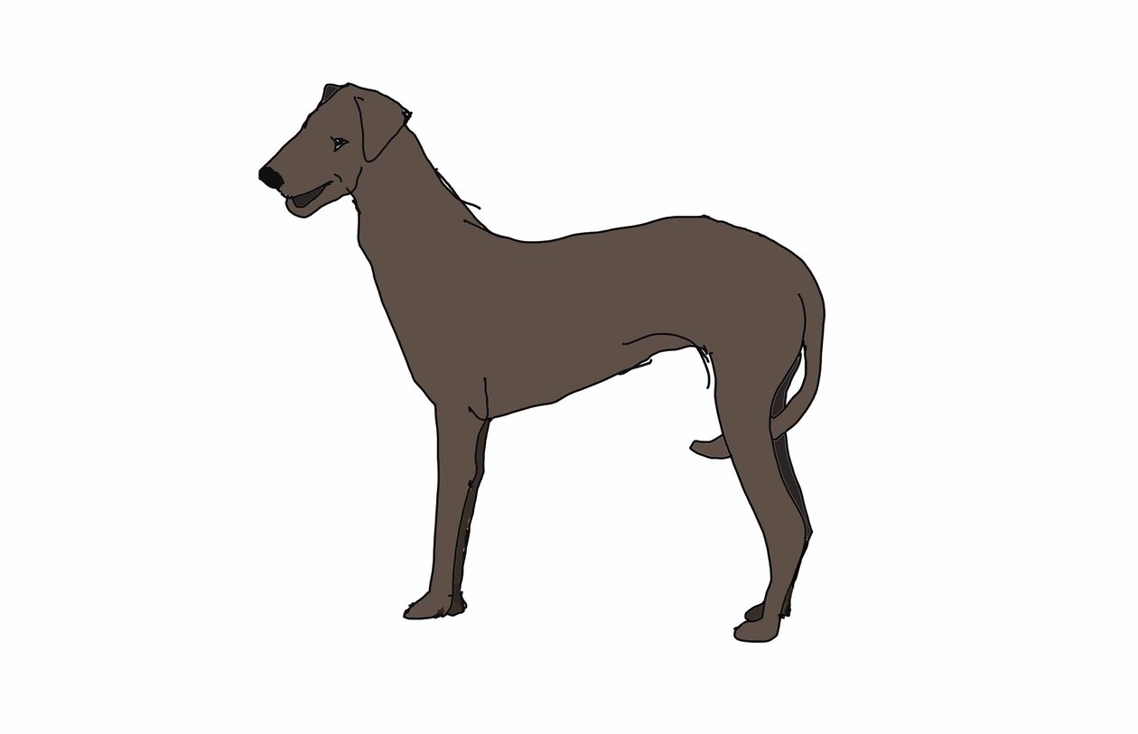 Hound, 2018 by Sarah Thompson Engels
