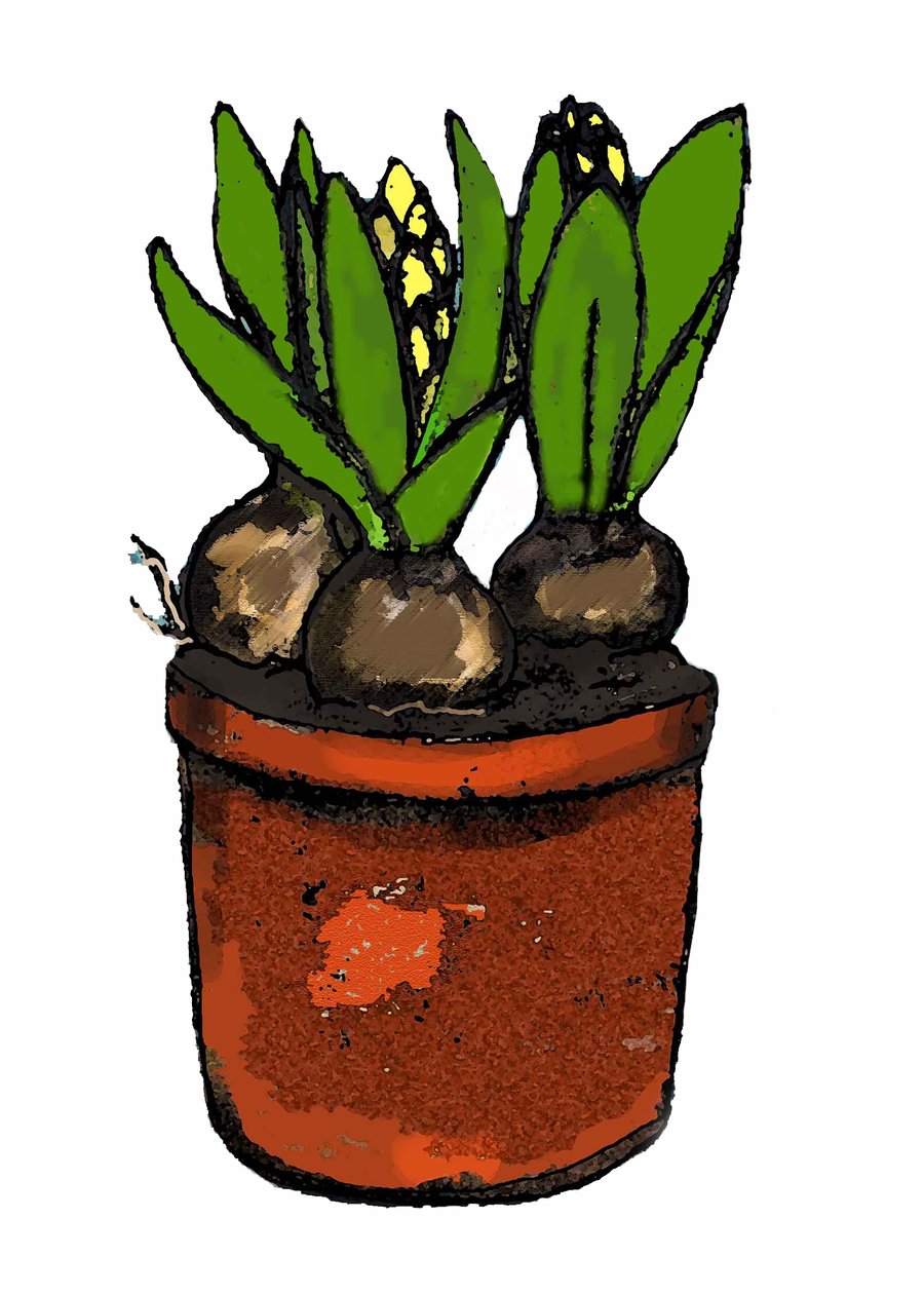 Hyacinth in a Pot by Sarah Thompson Engels