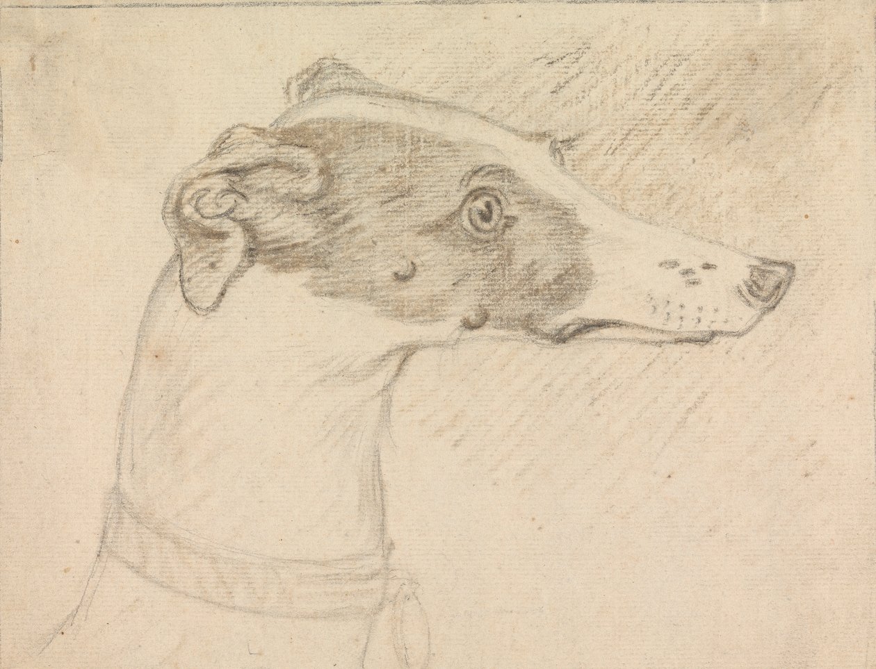 Head Portrait of Greyhound by Sawrey Gilpin