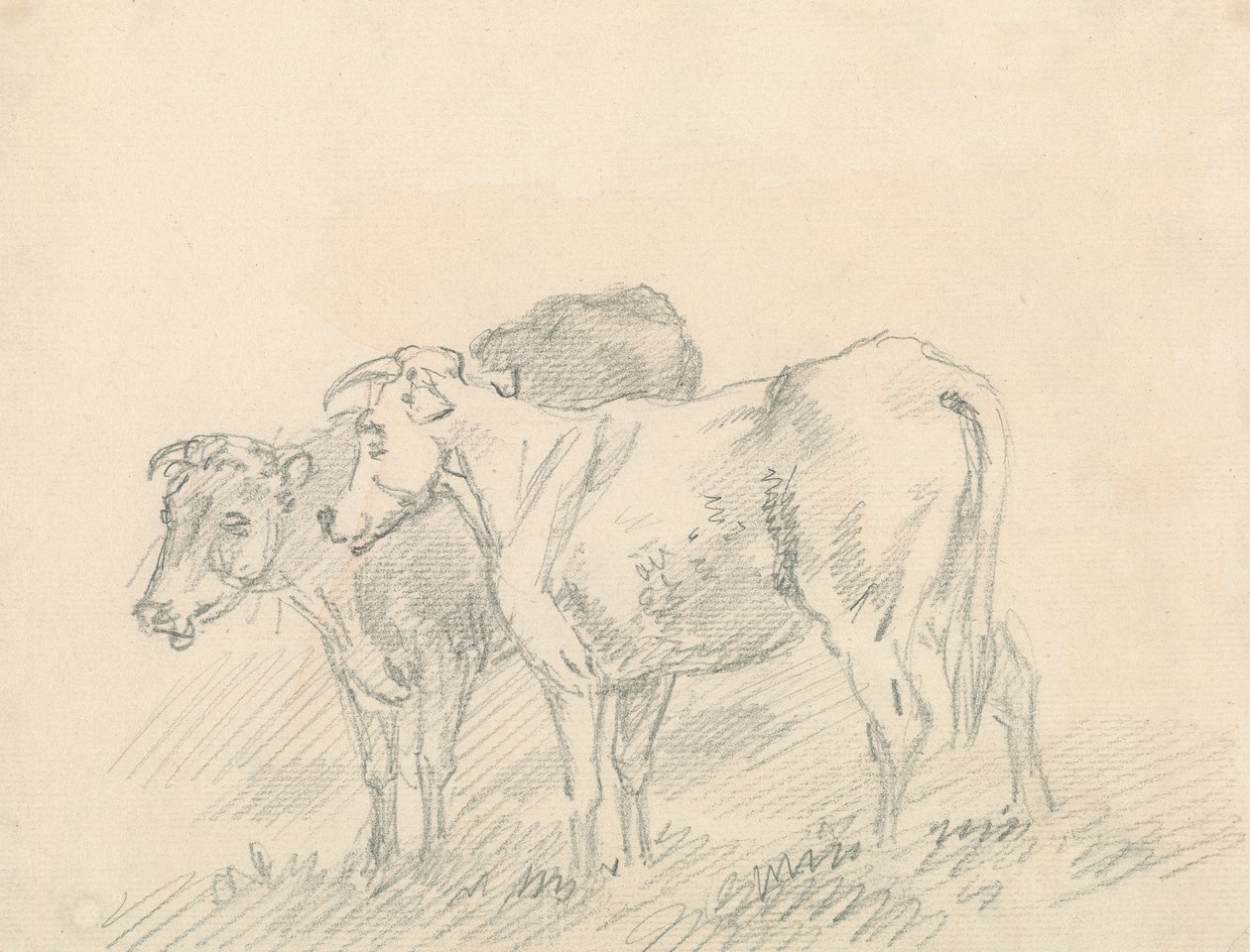 Two Cows by Sawrey Gilpin